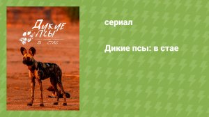 Дикие псы: в стае (документальный сериал, 2022)