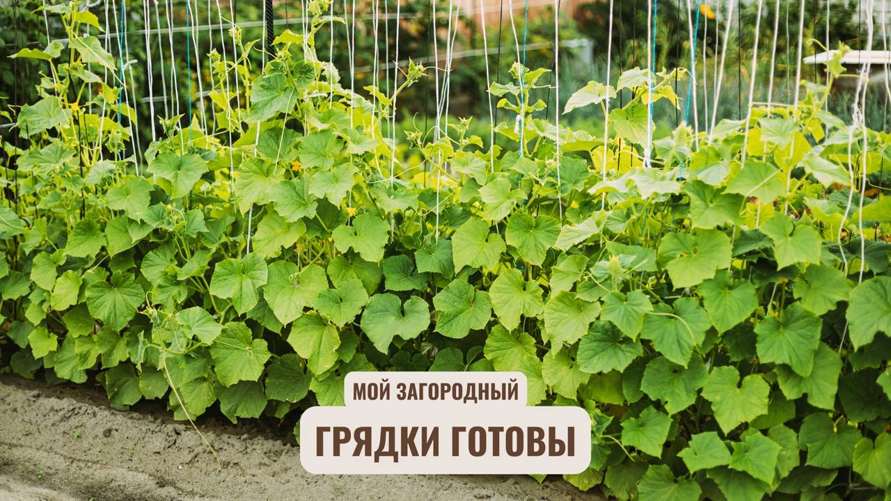 Мой Загородный